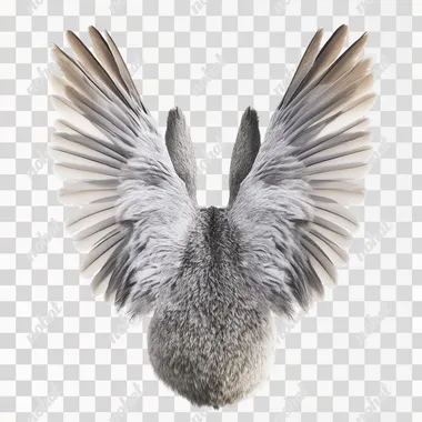 gray rabbit ears like as gray dove wings, on a 100% white background