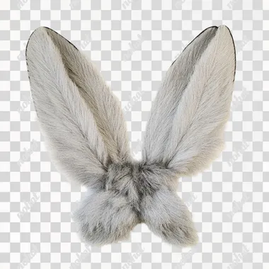 gray rabbit ears like as gray dove wings, on a 100% white background