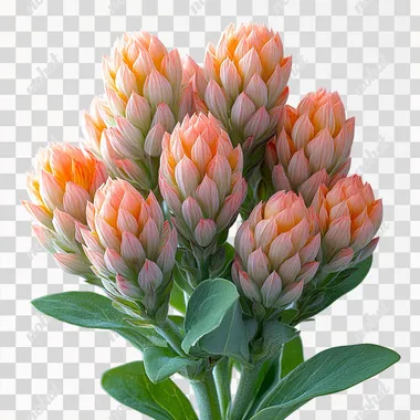 Professional studio photograph of Rhodiola Rosea flowers, minimalistic composition, pure white background, soft natural lighting, high detail, macro lens, sharp focus, botanical photography style. --s 750