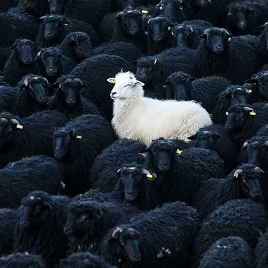a lot of completely black sheeps and one white goat in the middle of them