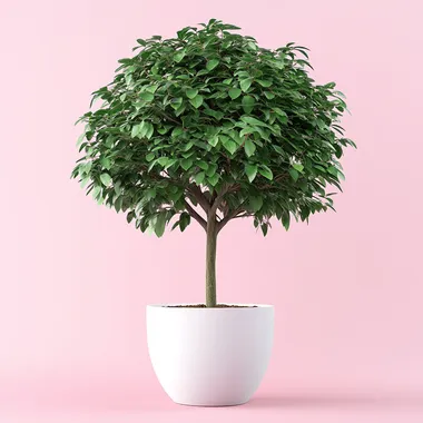 Very Big green tree in white, beautifully pot. On a pink background