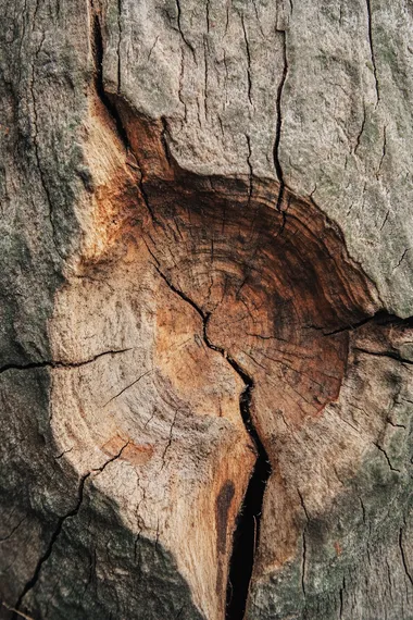 A natural wooden plank background with visible grain and earthy tones, ideal for rustic and organic themes