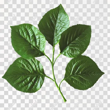 Mulberry leaves, green, no fruit, whole plant, lush, branching