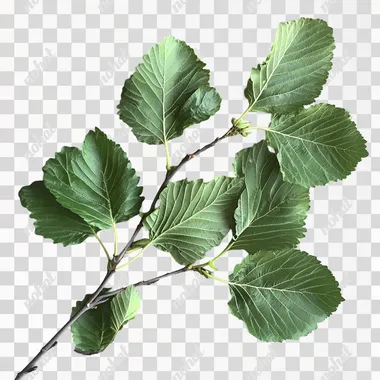 Mulberry leaves, green, no fruit, whole plant, lush, branching
