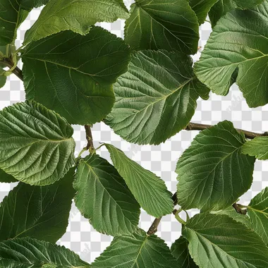 Mulberry leaves, green, no fruit, whole plant, lush, branching
