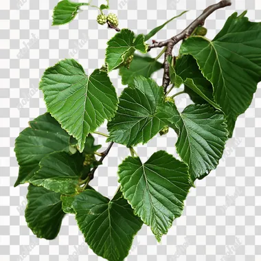Mulberry leaves, green, no fruit, whole plant, lush, branching