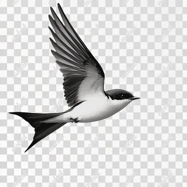 flying swallow bird black and white, simple realistic, 8k
