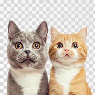 a stock photo of a dog and a cat side by side looking surprised, white background
