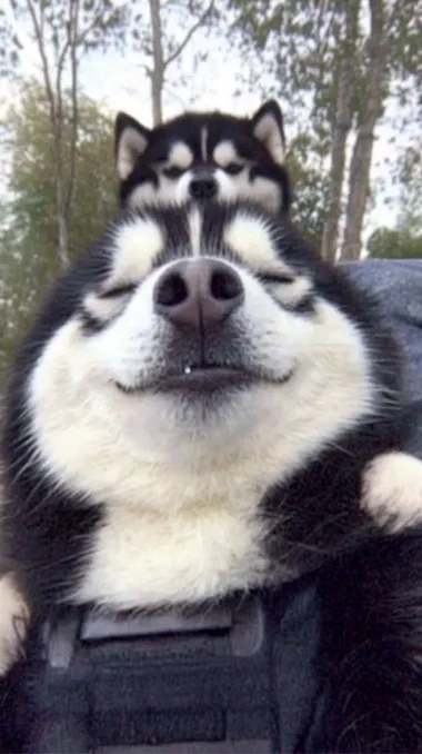 funny meme dog