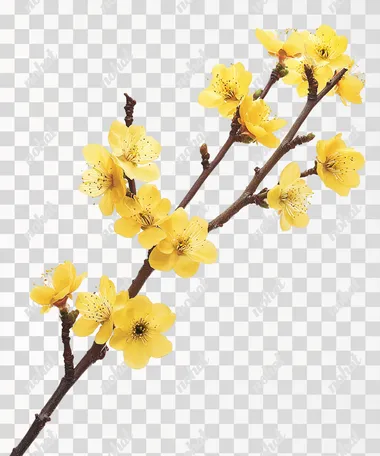 A branch of a yellow apricot blossom tree on a white background