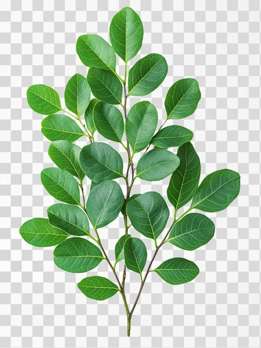 A Handroanthus heptaphyllus tree with green leafs, against solid white background, huper detailed   --s 250