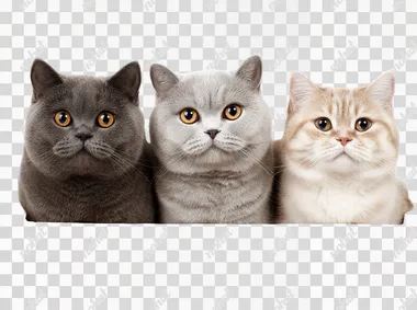 British shorthair cats with boxes isolated on white background at 4:3 no text, watermark, logo