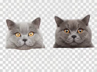 British shorthair cats with boxes isolated on white background at 4:3 no text, watermark, logo