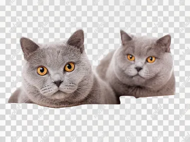 British shorthair cats with boxes isolated on white background at 4:3 no text, watermark, logo
