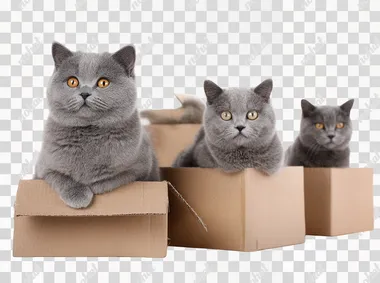 British shorthair cats with boxes isolated on white background at 4:3 no text, watermark, logo