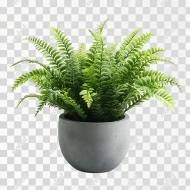 nephrolepis fern in a grey planter on a white background