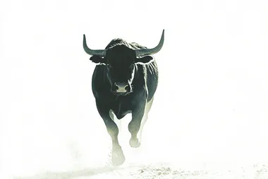 solid black angry bull running away from viewer at 45 degree now shadow silhouette with white background