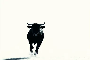 solid black angry bull running away from viewer at 45 degree now shadow silhouette with white background