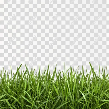 grass texture with white solid background