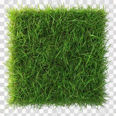 grass texture with white solid background