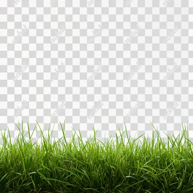 grass texture with white solid background