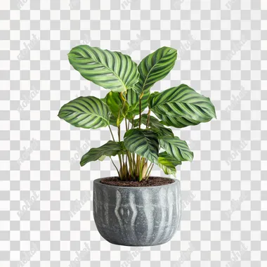super healthy calathea plant with green leaves, strong and healhty in a modern stone plant pot on a white background