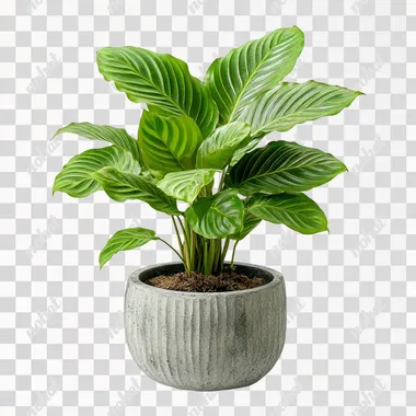 super healthy calathea plant with green leaves, strong and healhty in a modern stone plant pot on a white background
