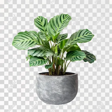 super healthy calathea plant with green leaves, strong and healhty in a modern stone plant pot on a white background