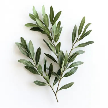 ultra realistic olive branch photo, white background --s 250