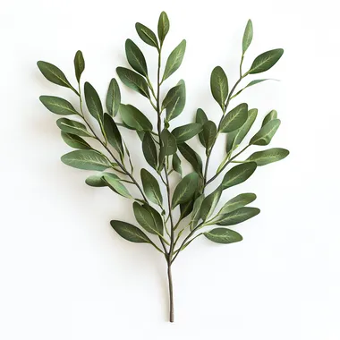 ultra realistic olive branch photo, white background --s 250