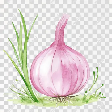 simple watercolor illustration of a cute little onion. isolated on a white background, minimal style, children's book aesthetic, no shadows rofile drobq9j
