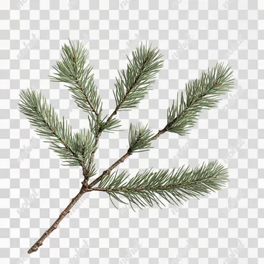 Create a pine branch of white pine. Each branch is clear, has a good posture and a white background.