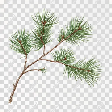 Create a pine branch of white pine. Each branch is clear, has a good posture and a white background.