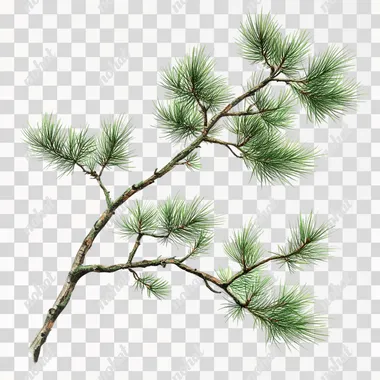 Create a pine branch of white pine. Each branch is clear, has a good posture and a white background.