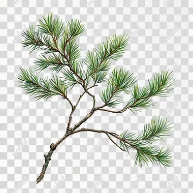 Create a pine branch of white pine. Each branch is clear, has a good posture and a white background.