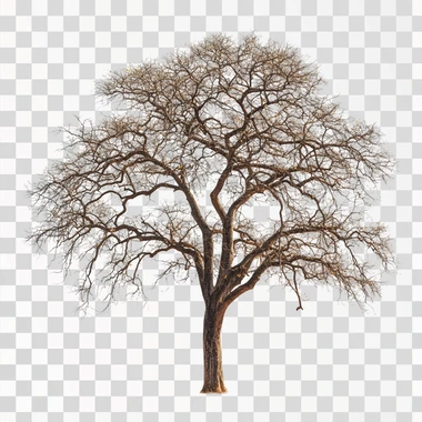 an huge tall old torpical angsana tree on white background