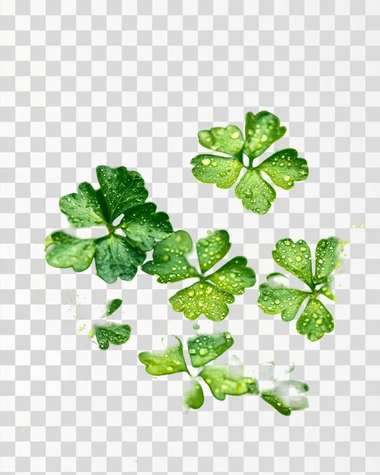 A macro photograph of vibrant green parsley leaves, their textured surface glistening with water droplets, taken in a clean and minimalist setup.
