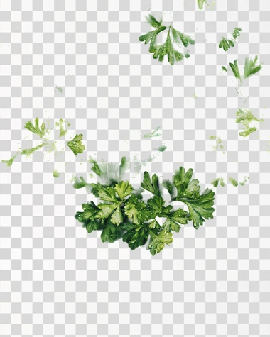 A macro photograph of vibrant green parsley leaves, their textured surface glistening with water droplets, taken in a clean and minimalist setup.