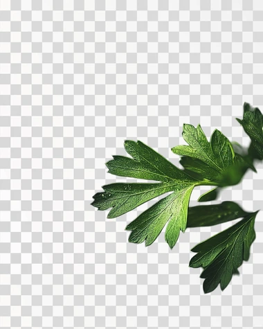 A macro photograph of vibrant green parsley leaves, their textured surface glistening with water droplets, taken in a clean and minimalist setup.