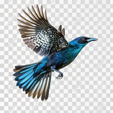 NZ Tui bird flying realistic photograph on white background