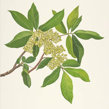 Oregon ash botanical illustration