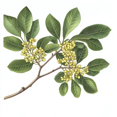 Oregon ash botanical illustration