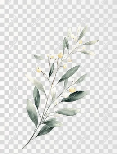 A botanical illustration of an olive branch with leaves and flowers, on a white background, in the style of John Constable and James Audubon for the book The Formal Garden.