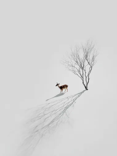 A minimalist composition of a lone deer in the snow, with the shadow of the tree standing out against the empty white background. The clean, simple lines are inspired by Hikari Shimoda's minimalist style.