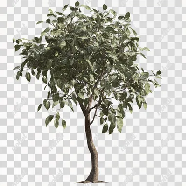 un arbre avec peu de feuille en png