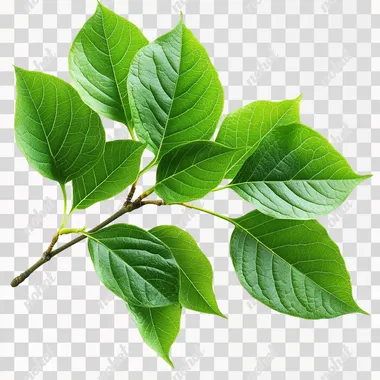 Png pictures of green leaves  --s 200