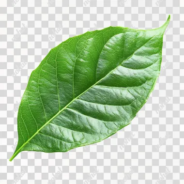 Png pictures of green leaves  --s 200
