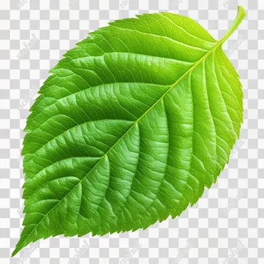 Png pictures of green leaves  --s 200