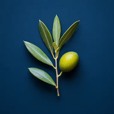one olive with a branch on a dark blue background, macro photography --s 250