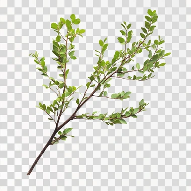 photo acacia on white background
